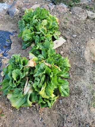 정소망님의 농사, 무엇이든 물어보세요! · 참여글 작성글 사진