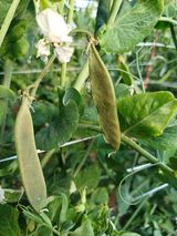 팜모닝 농사, 무엇이든 물어보세요!·참여글 게시글 이미지