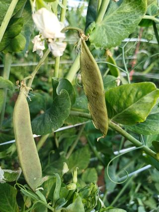 부농이네(이나영)님의 농사, 무엇이든 물어보세요! · 참여글 작성글 사진