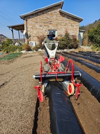 오영관님의 감자심기 하셨나요? · 참여글 작성글 사진