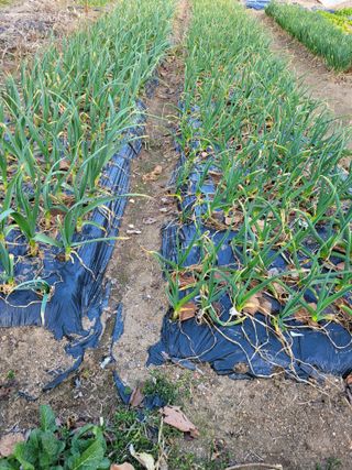 정소망님의 농사, 무엇이든 물어보세요! · 참여글 작성글 사진