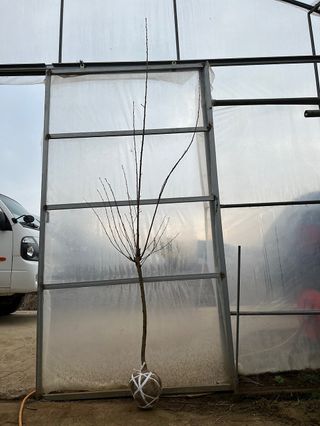 일심묘목농원님의 자유주제 · 자유게시판 작성글 사진