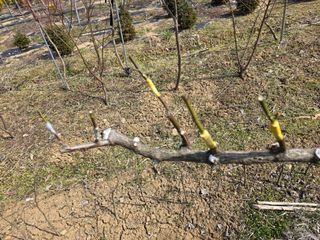 산양삼님의 자유주제 · 자유게시판 작성글 사진