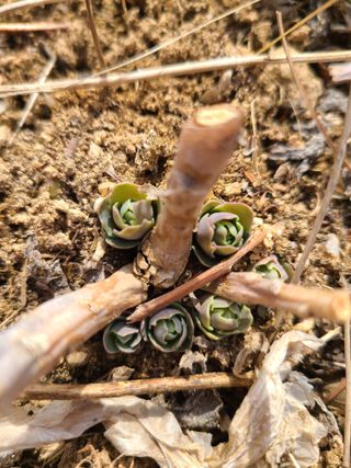 이박농장님의 자유주제 · 자유게시판 작성글 사진