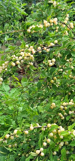 고추건조기부품판매님의 자유주제 · 자유게시판 작성글 사진