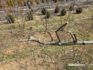 산양삼님의 자유주제 · 자유게시판 작성글 사진