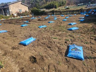 오영관님의 감자심기 하셨나요? · 참여글 작성글 사진