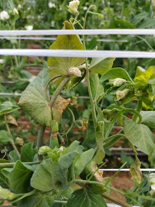 부농이네(이나영)님의 농사, 무엇이든 물어보세요! · 참여글 작성글 사진