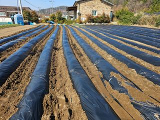 오영관님의 감자심기 하셨나요? · 참여글 작성글 사진