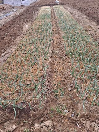 서상기 은퇴농장님의 자유주제 · 자유게시판 작성글 사진