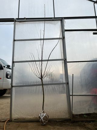 일심묘목농원님의 자유주제 · 자유게시판 작성글 사진