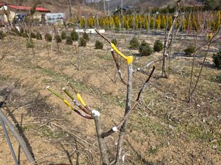 산양삼님의 자유주제 · 자유게시판 작성글 사진