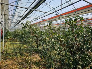 복희네농장(달콤향)님의 자유주제 · 사진전 작성글 사진