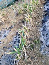 팜모닝 농사, 무엇이든 물어보세요!·참여글 게시글 이미지