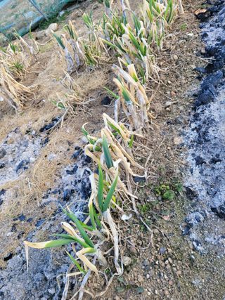 정소망님의 농사, 무엇이든 물어보세요! · 참여글 작성글 사진