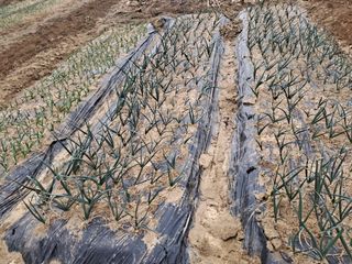 서상기 은퇴농장님의 자유주제 · 자유게시판 작성글 사진