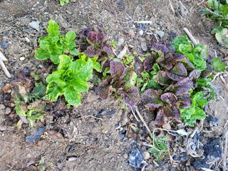 정소망님의 농사, 무엇이든 물어보세요! · 참여글 작성글 사진