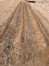 팜모닝 감자심기 하셨나요?·참여글 게시글 이미지