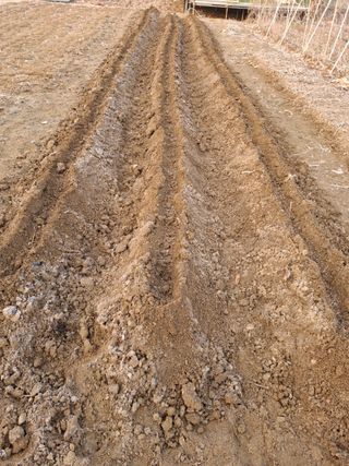 문영식님의 감자심기 하셨나요? · 참여글 작성글 사진