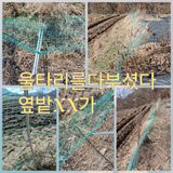 팜모닝 자유주제·자유게시판 게시글 이미지