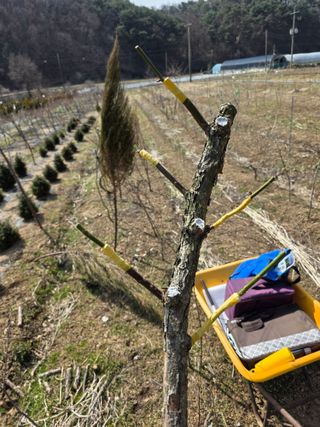 산양삼님의 자유주제 · 자유게시판 작성글 사진