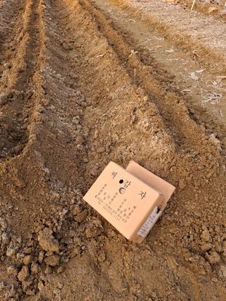 문영식님의 감자심기 하셨나요? · 참여글 작성글 사진