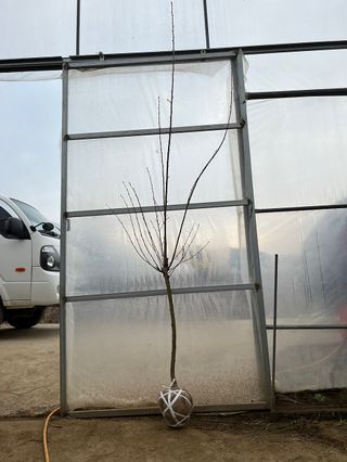 일심묘목농원님의 자유주제 · 자유게시판 작성글 사진