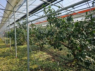 복희네농장(달콤향)님의 자유주제 · 사진전 작성글 사진