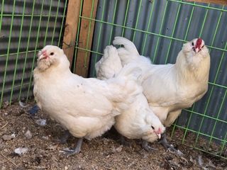 김영복님의 작성글 사진