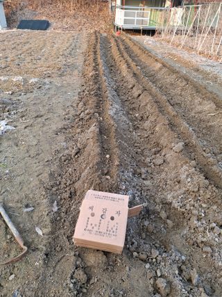 문영식님의 감자심기 하셨나요? · 참여글 작성글 사진