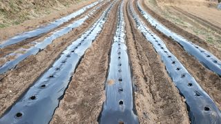 권병국님의 감자심기 하셨나요? · 참여글 작성글 사진