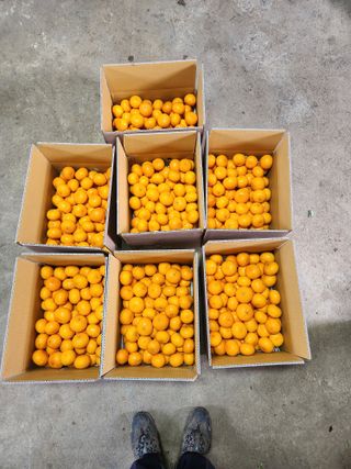 귤껍데기님의 작성글 사진