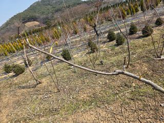 산양삼님의 자유주제 · 자유게시판 작성글 사진