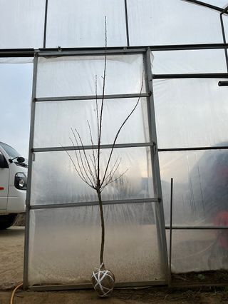 일심묘목농원님의 자유주제 · 자유게시판 작성글 사진