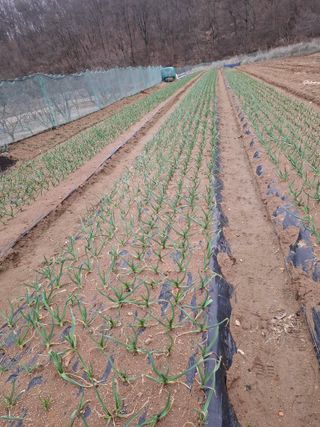 초보굴백이님의 마늘·비료•농약 작성글 사진