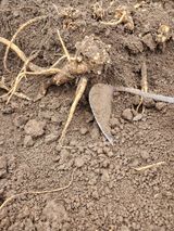 팜모닝 자유주제·자유게시판 게시글 이미지