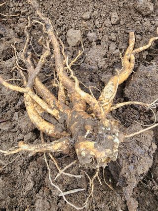 밀양달콤팜님의 자유주제 · 자유게시판 작성글 사진