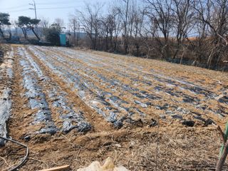 남광님의 감자심기 하셨나요? · 참여글 작성글 사진