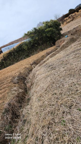 고추24376님의 농사, 무엇이든 물어보세요! · 참여글 작성글 사진