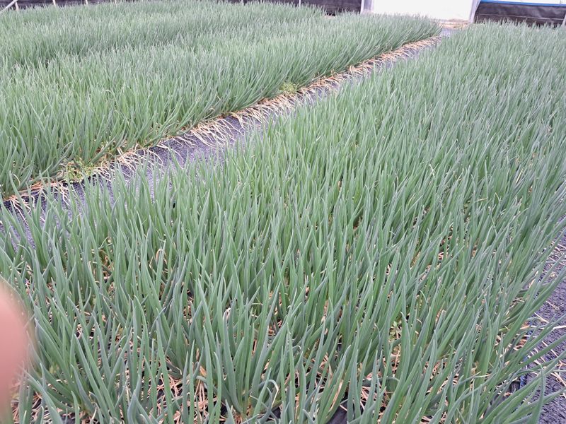 임재혁 님의 장터 판매 상품 [쪽파1단1kg] 첨부 사진