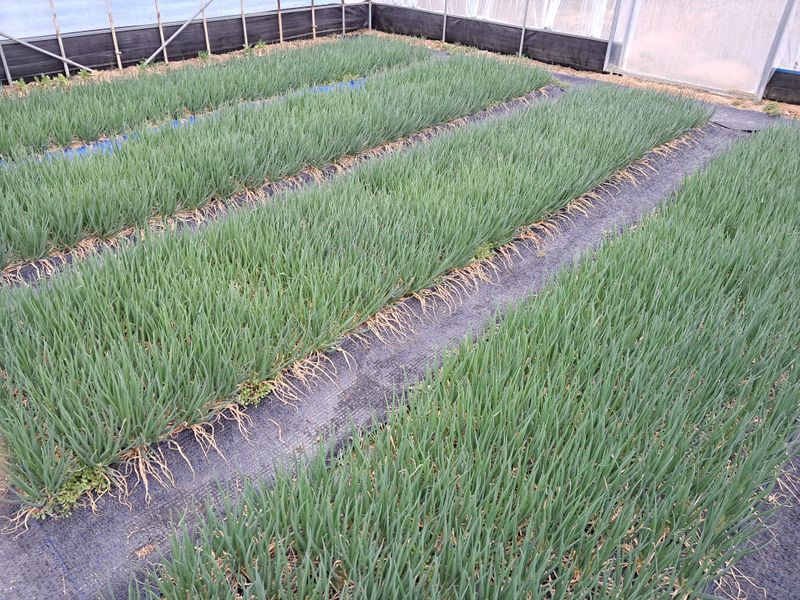 임재혁 님의 장터 판매 상품 [쪽파1단1kg] 첨부 사진