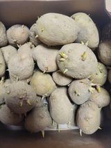 팜모닝 감자심기 하셨나요?·참여글 게시글 이미지