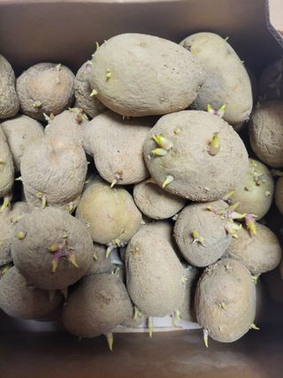 아신12277님의 감자심기 하셨나요? · 참여글 작성글 사진