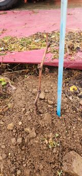 팜모닝 농사, 무엇이든 물어보세요!·참여글 게시글 이미지