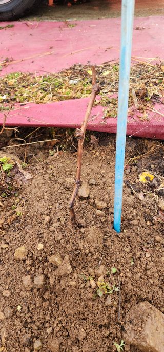 안뜰그랑님의 농사, 무엇이든 물어보세요! · 참여글 작성글 사진