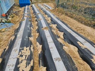 유명숙님의 감자심기 하셨나요? · 참여글 작성글 사진