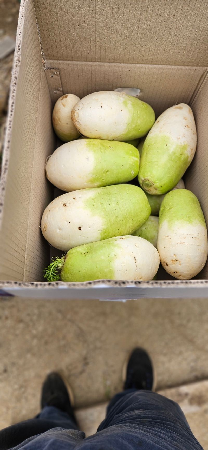 장터 상품 [제주월동무16kg] 썸네일