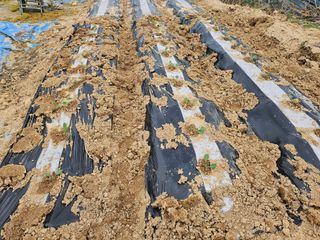 유명숙님의 감자심기 하셨나요? · 참여글 작성글 사진