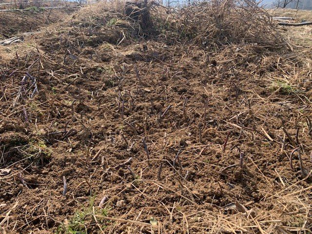 장터 상품 [복분자 모종 ] 썸네일