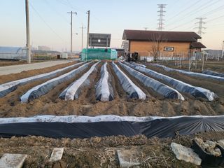 박순례님의 감자심기 하셨나요? · 참여글 작성글 사진